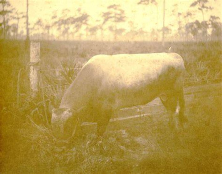 Florida Memory • Portrait of Patricia Beech Tallahassee, Florida.